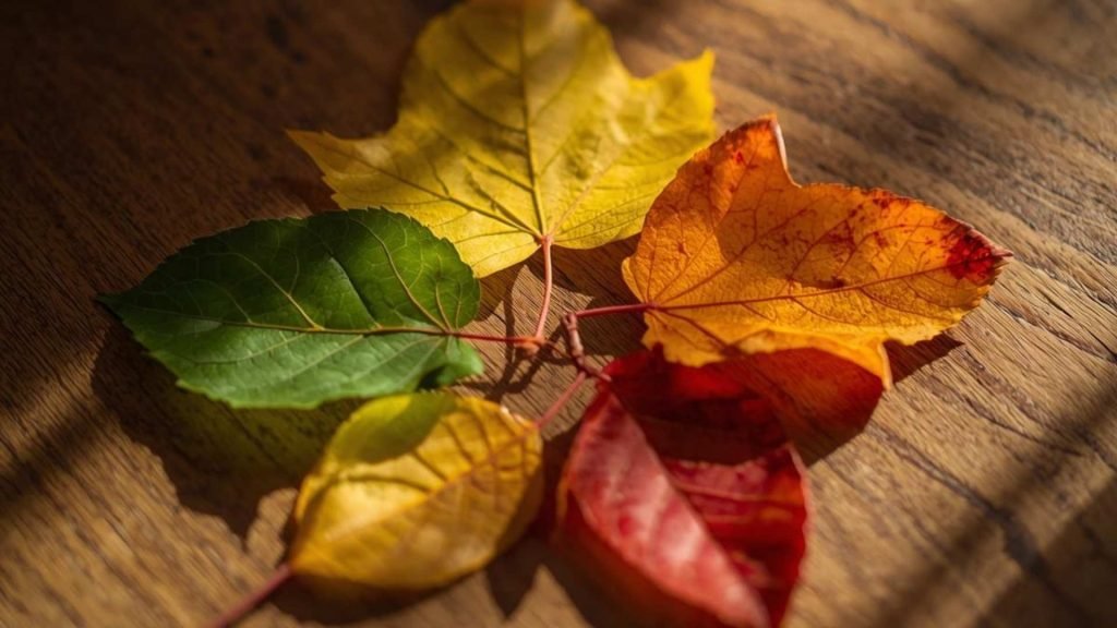 Changing leaves symbolizing balance and progress in anxiety recovery.