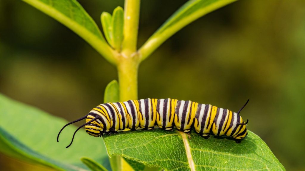Monarch butterfly caterpillar representing how aftercare plans evolve over time