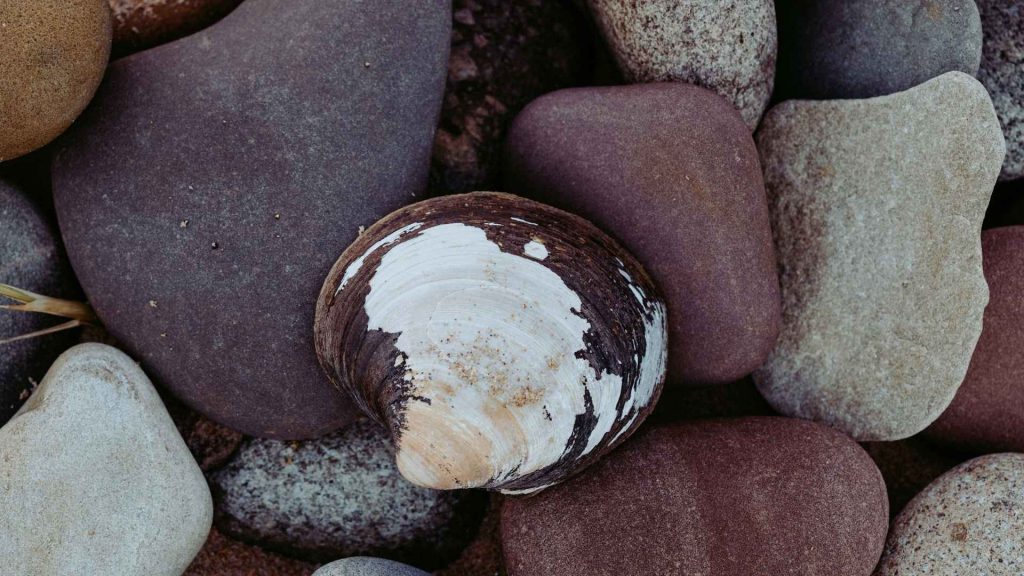 Closed clam among stones representing feeling guarded or clamming up in therapy.